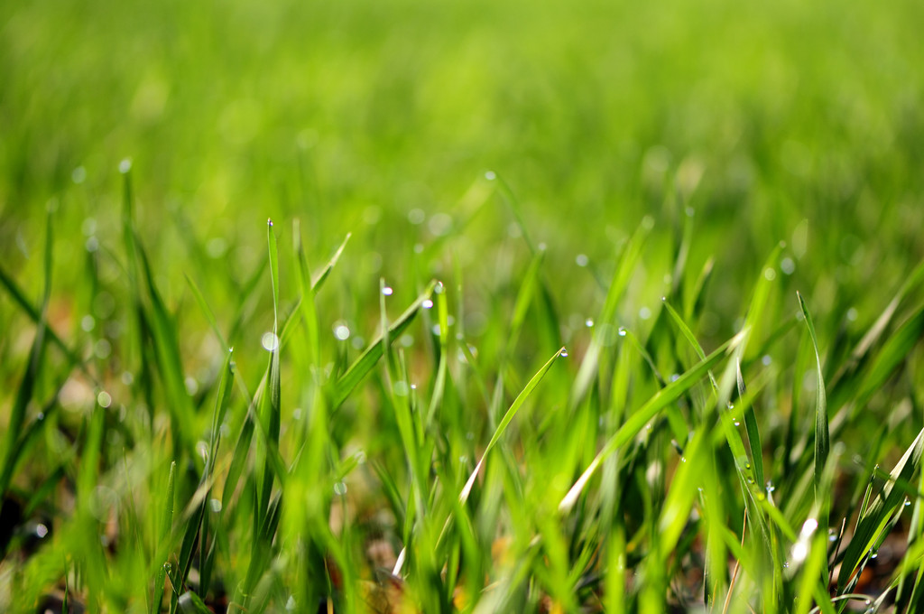 Erba di grano verde con gocce di rugiada
 - Foto, immagini