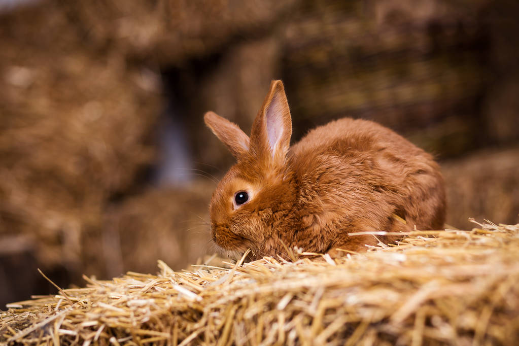 Funny Little Rabbit Among Easter Eggs, How To Make Rabbit Fur Coat