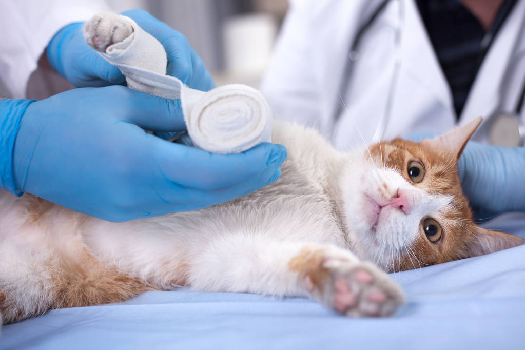 gatto ottenere benda dopo infortunio sulla gamba sulla clinica veterinaria
 - Foto, immagini