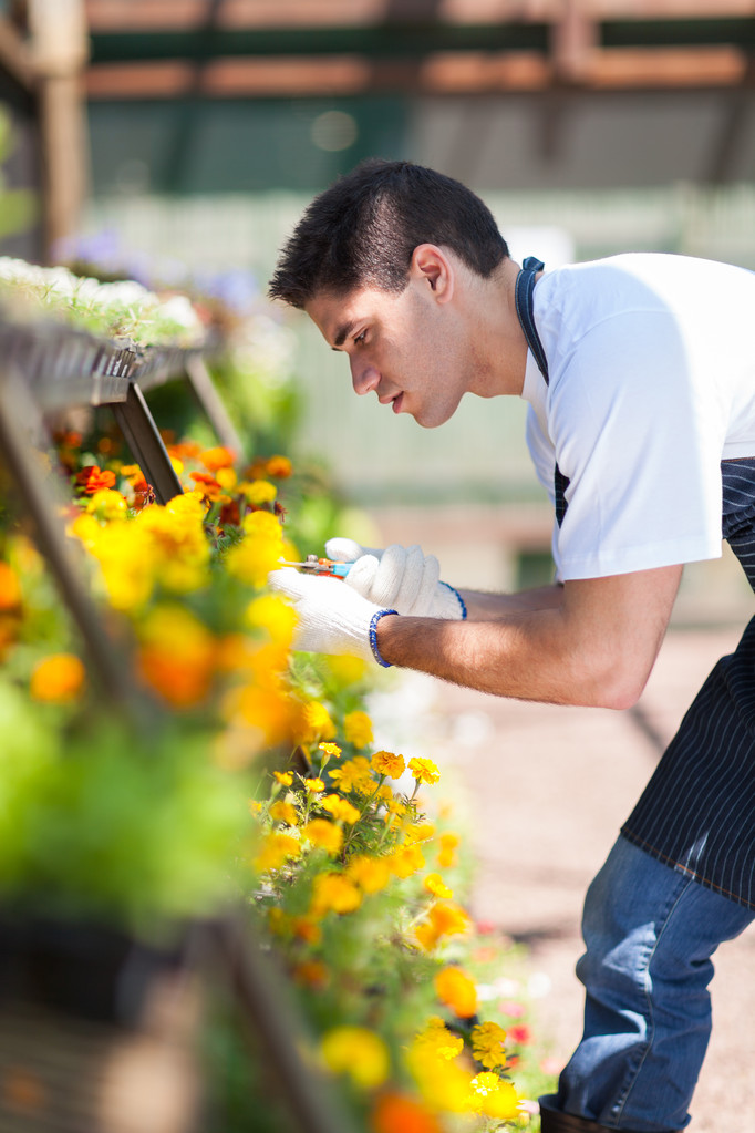 mannelijke bloemist werken binnen kwekerij - Foto, afbeelding