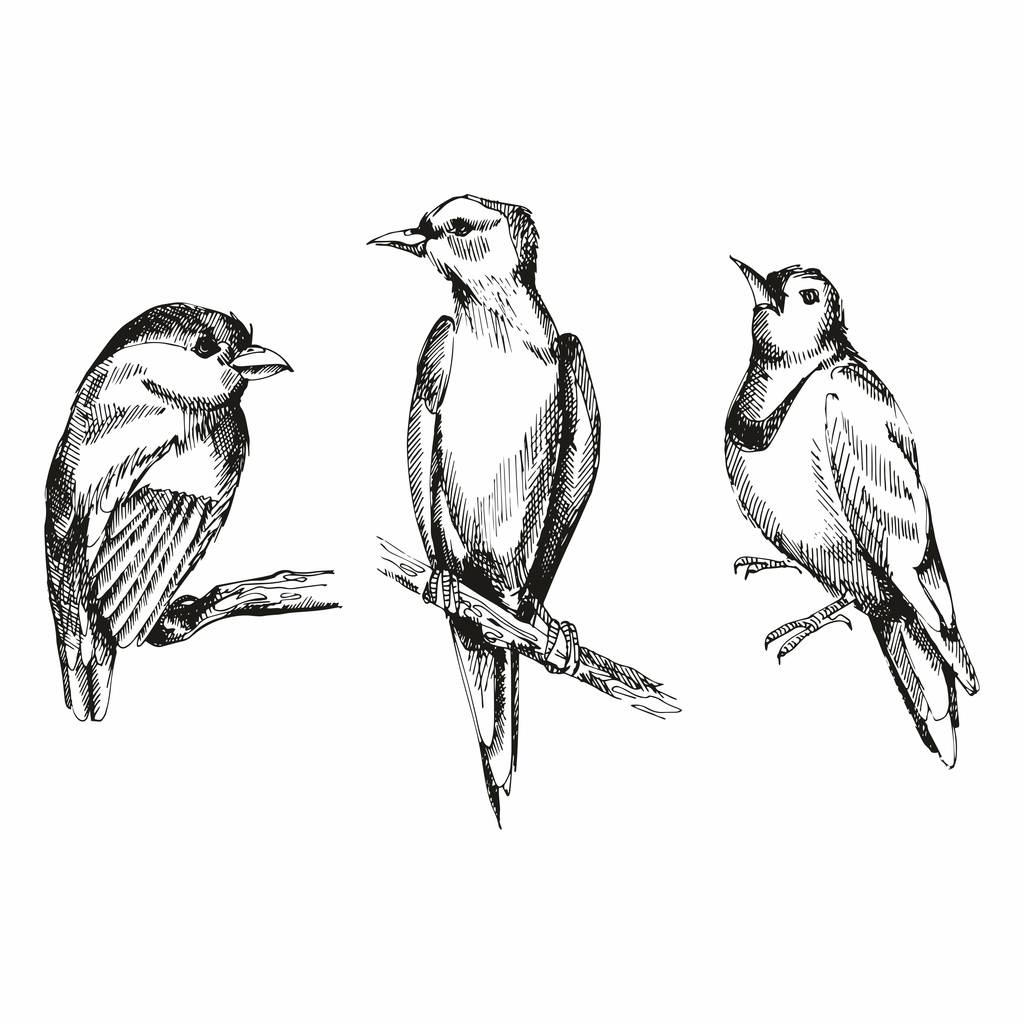 Pássaros. Desenho manual. Conjunto vetorial de ilustrações
 - Vetor, Imagem