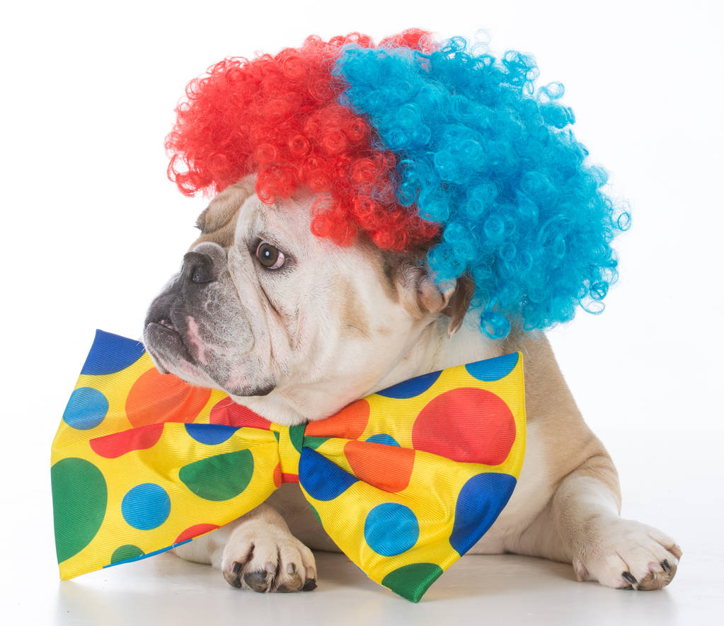 pies ubrany jak clown - Zdjęcie, obraz