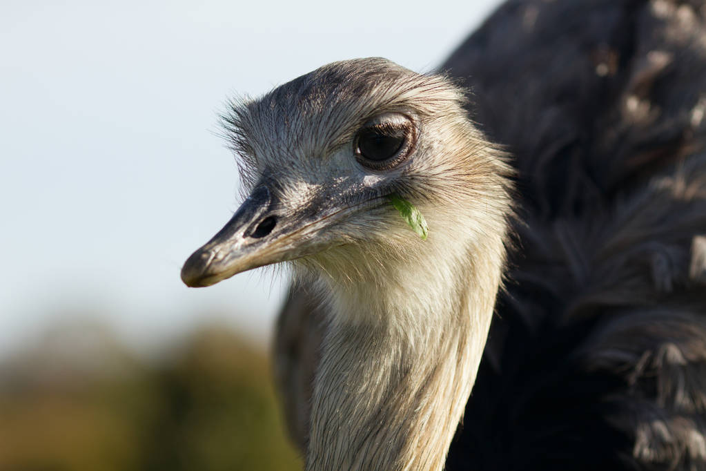 Close-up portret strusia w rezerwat przyrody  - Zdjęcie, obraz