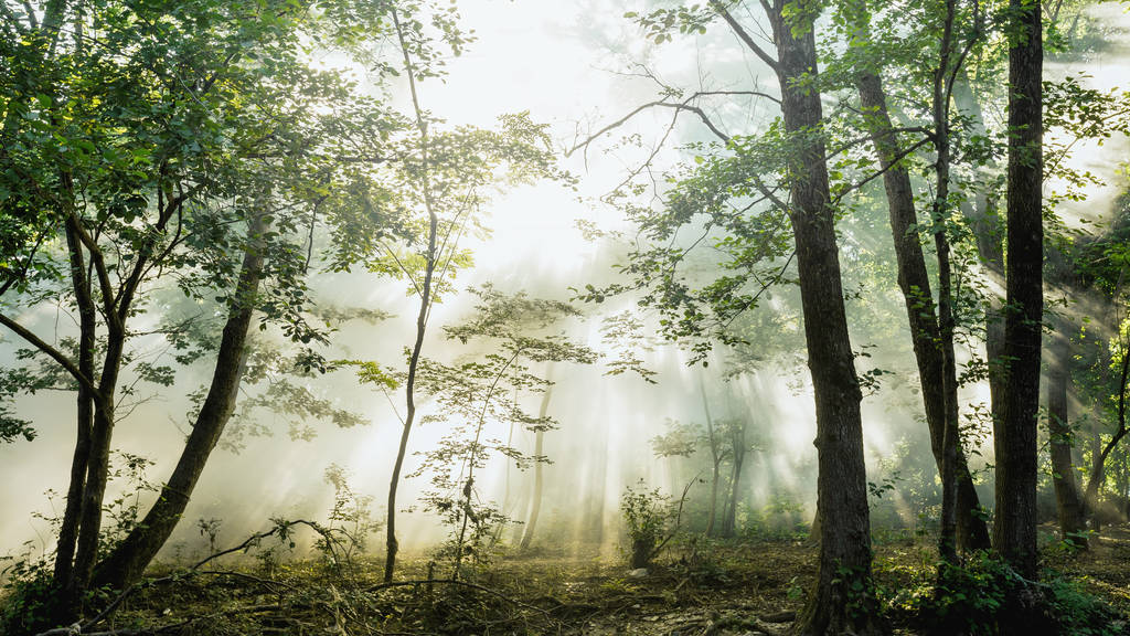 Οι ακτίνες του ήλιου το πρωί να διαρρεύσουν μέσα από τα δέντρα και ομίχλη - Φωτογραφία, εικόνα