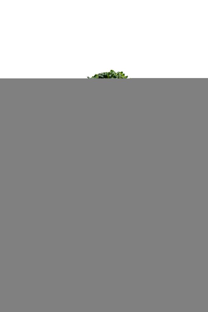 Brócoli fresco en tenedor
 - Foto, Imagen