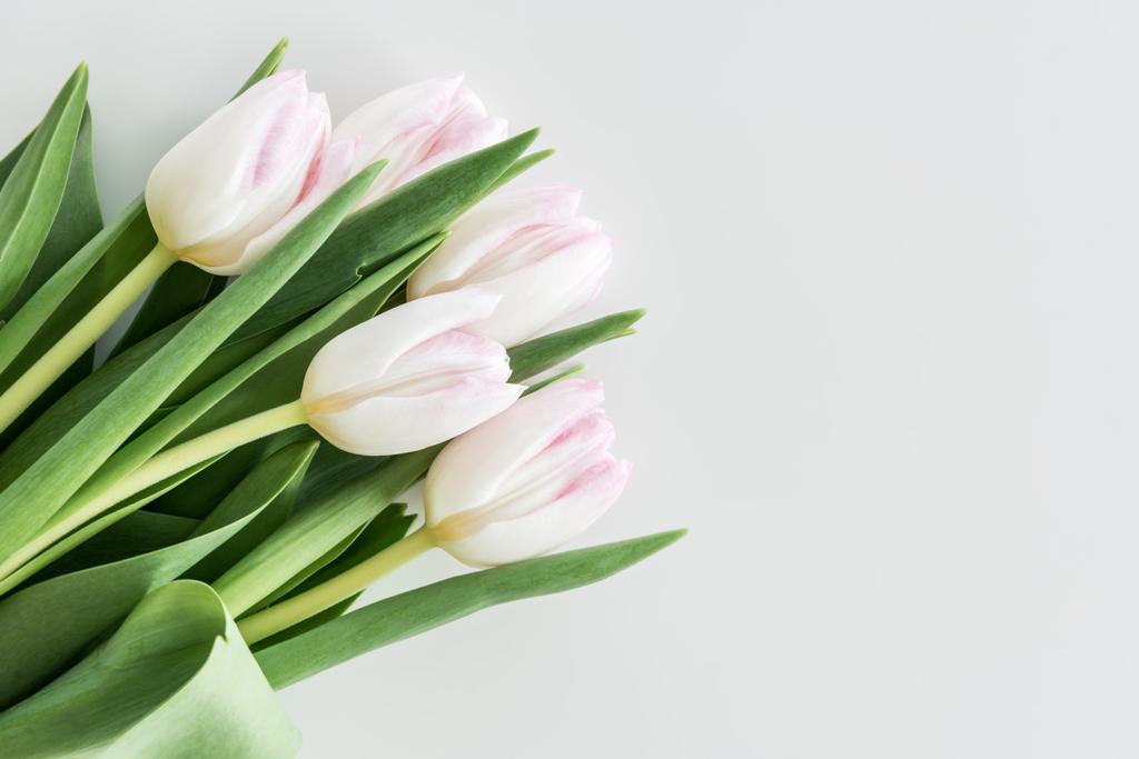 světle růžové tulipány   - Fotografie, Obrázek