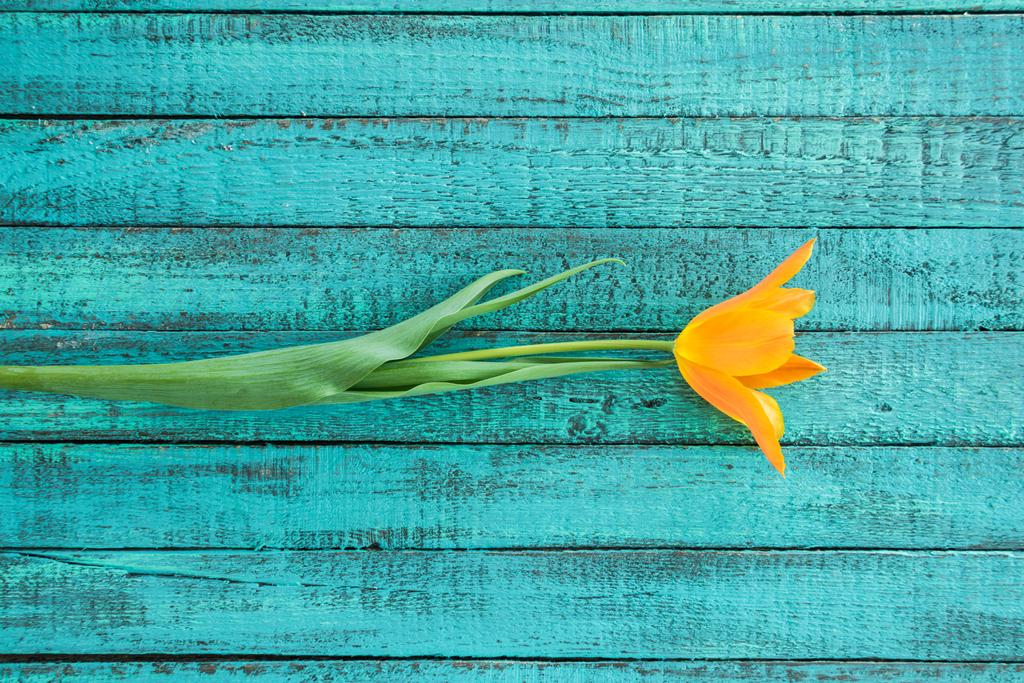 uma tulipa amarela
 - Foto, Imagem