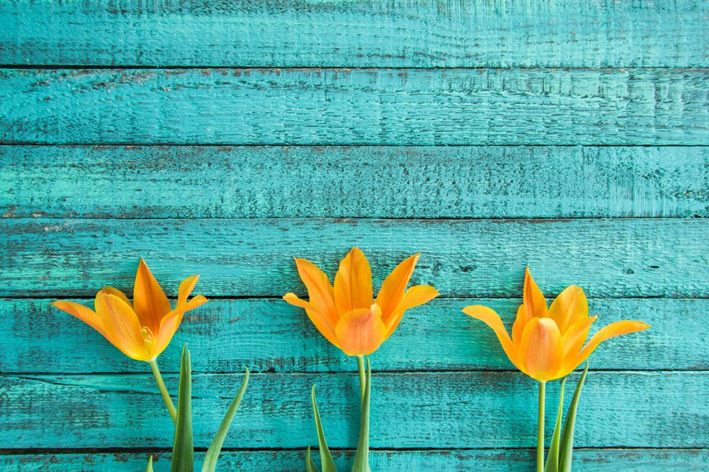 tulipanes amarillos en fila
  - Foto, imagen