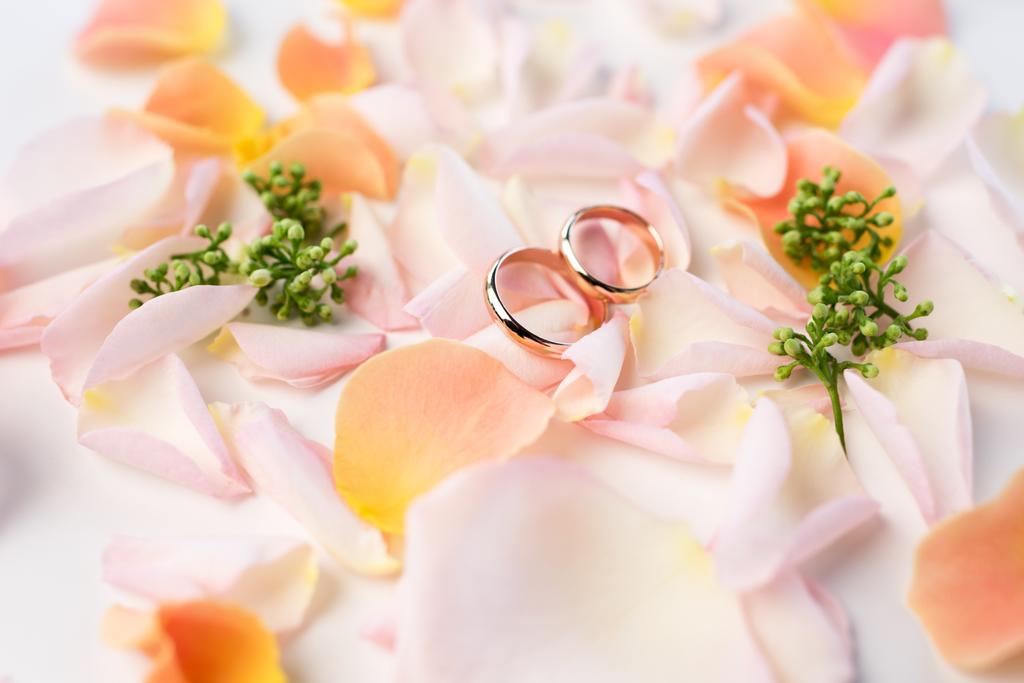 Anelli nuziali su petali di rosa
 - Foto, immagini