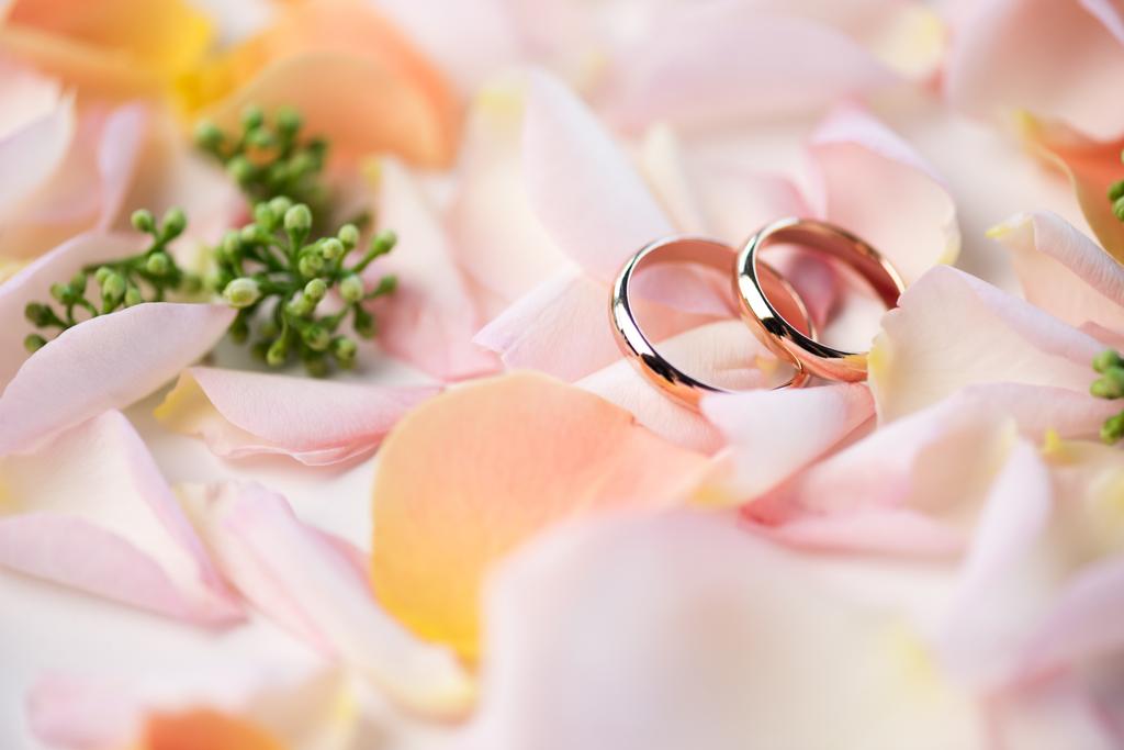 Bagues de mariage sur pétales de rose
 - Photo, image
