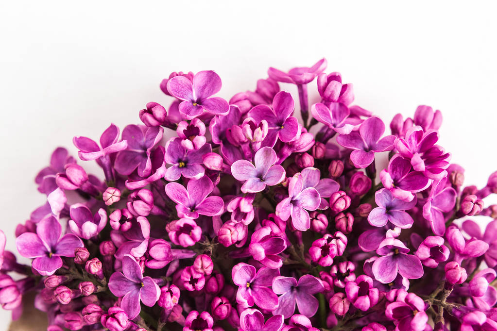白い背景の半分を閉じる美しい紫色のライラックの花でいっぱい。最上階だ。平置きだ。愛、提案、お祝い、春の概念. - 写真・画像