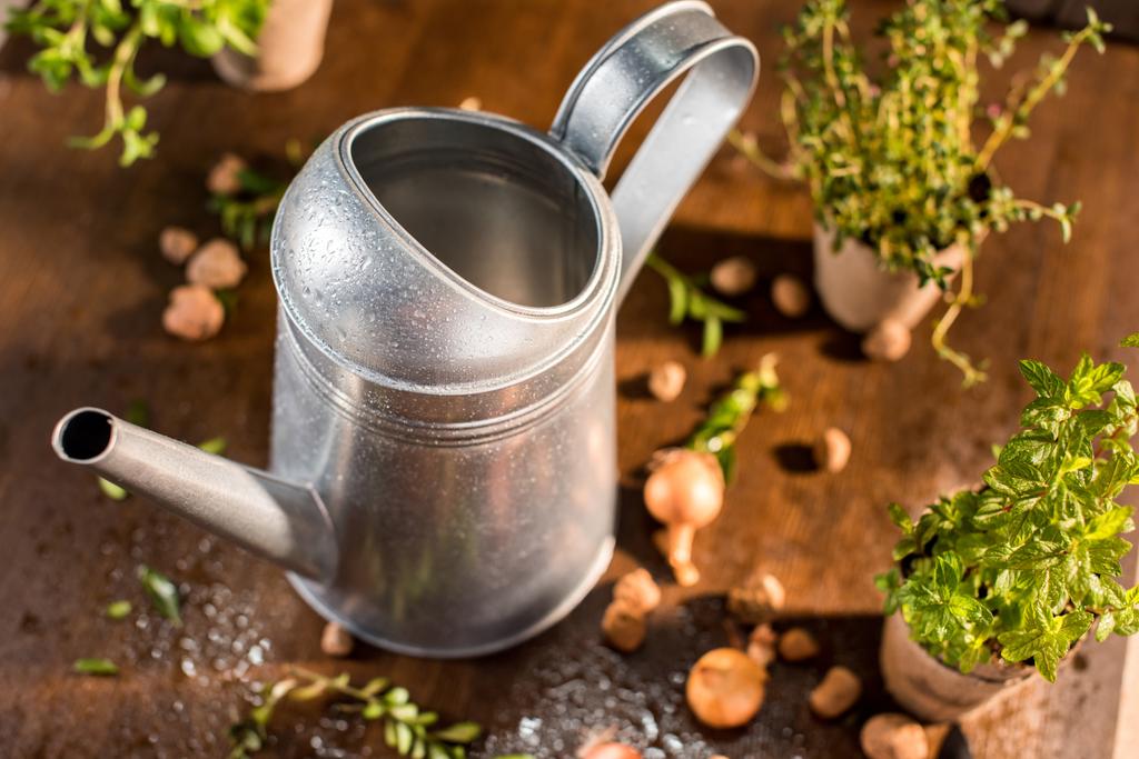 watering can and herbs - Photo, Image