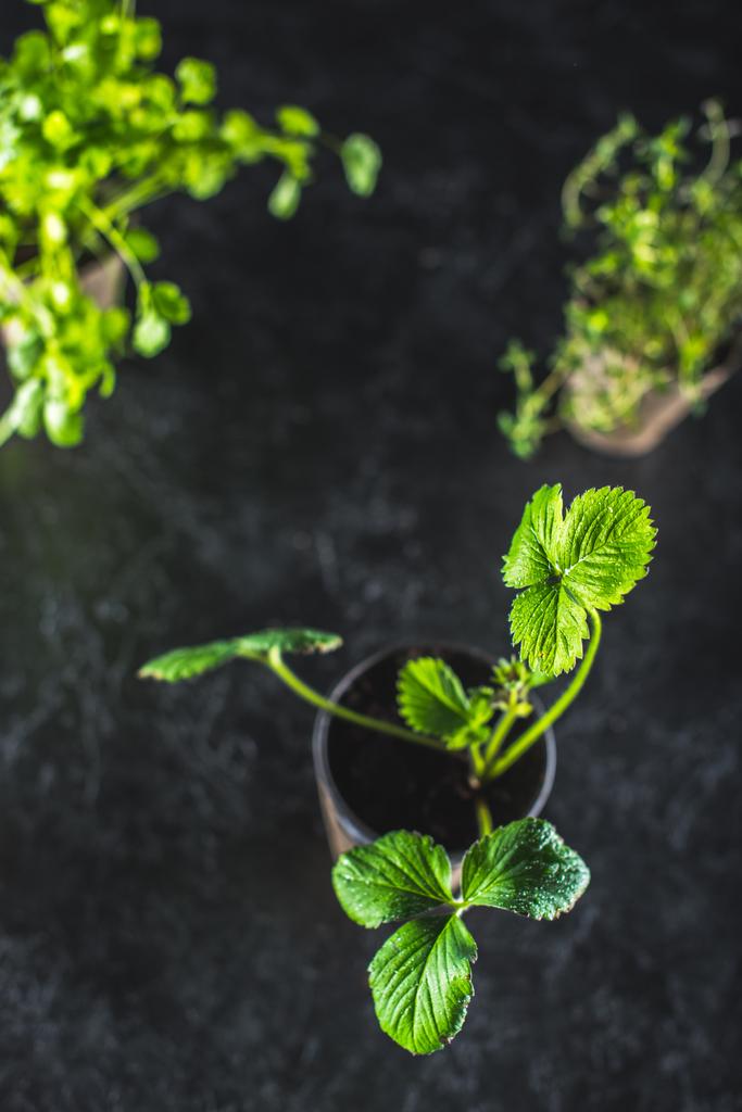 φρέσκα πράσινα φυτά  - Φωτογραφία, εικόνα