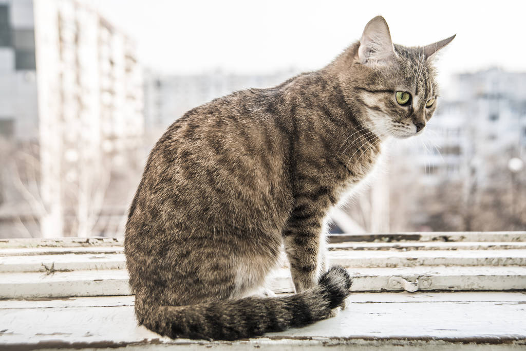 Кота сидит на оконной раме
  - Фото, изображение