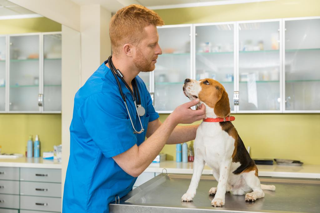 犬の獣医の診 - 写真・画像
