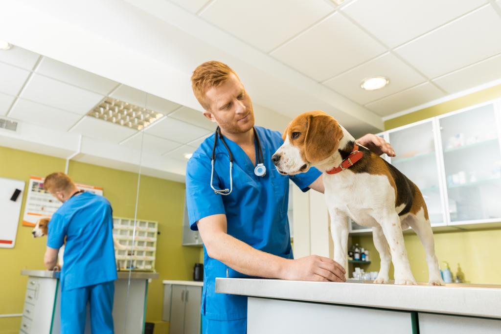 cão de exame veterinário
 - Foto, Imagem