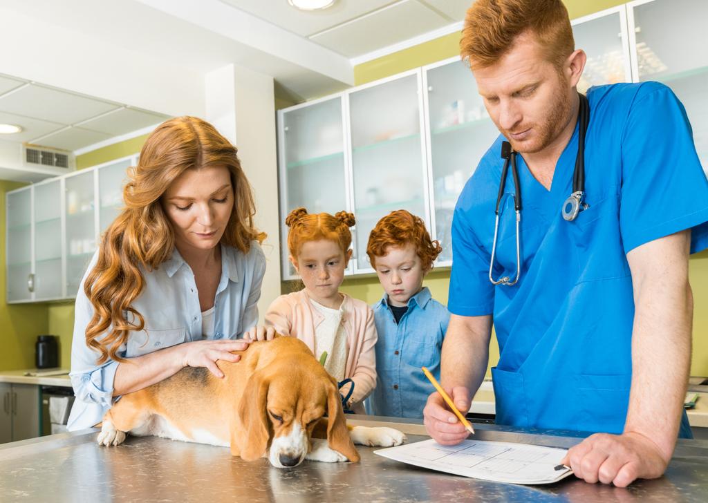 cão no médico veterinário
  - Foto, Imagem