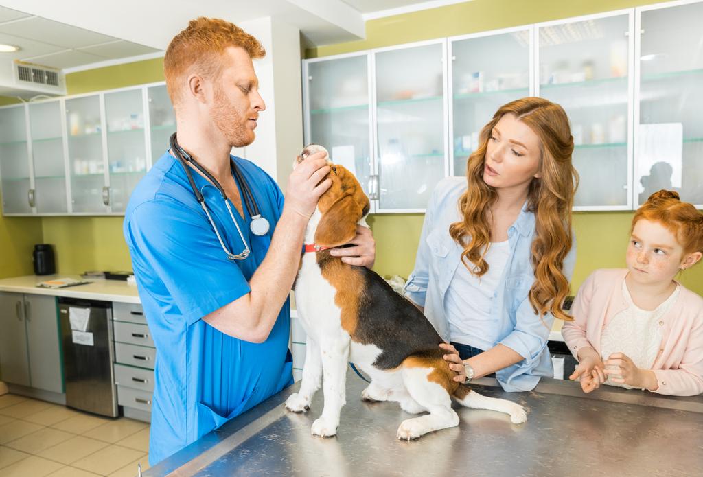 Veterinaria perro de examen en la clínica
 - Foto, imagen