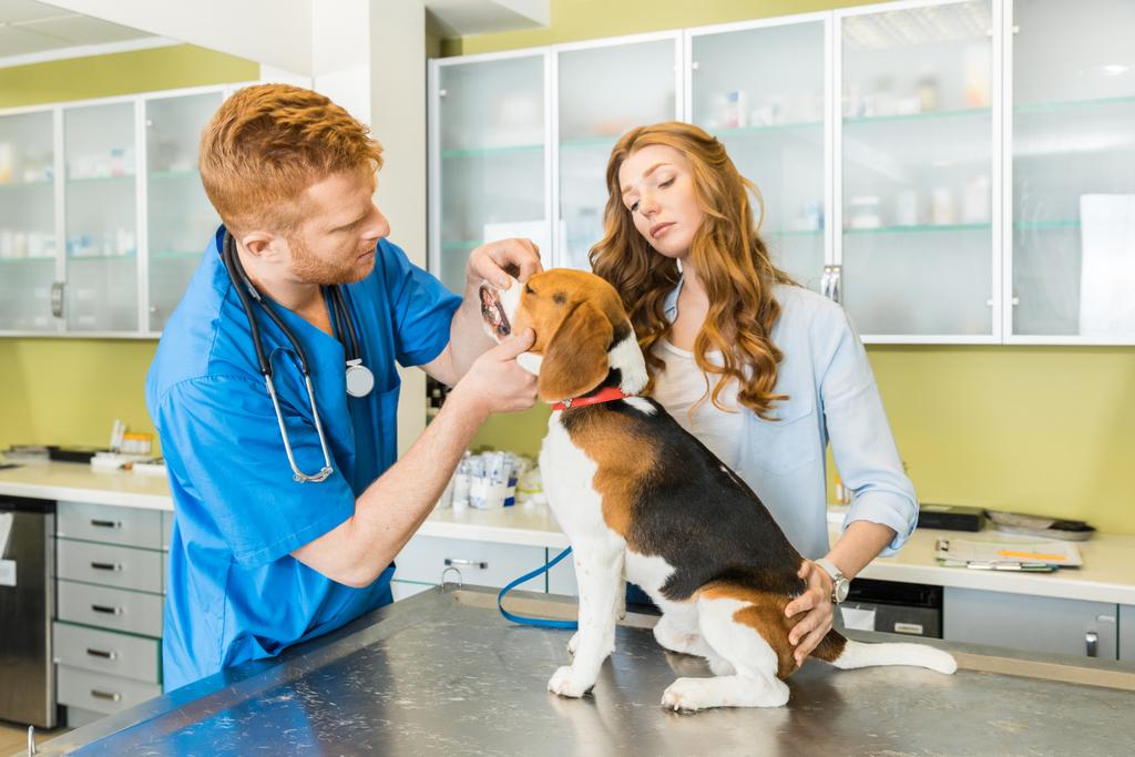 Врач осматривает собаку в клинике
 - Фото, изображение
