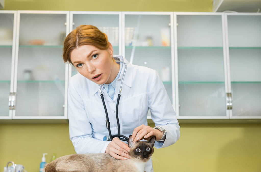 veterinary examining cat at clinic - Photo, Image