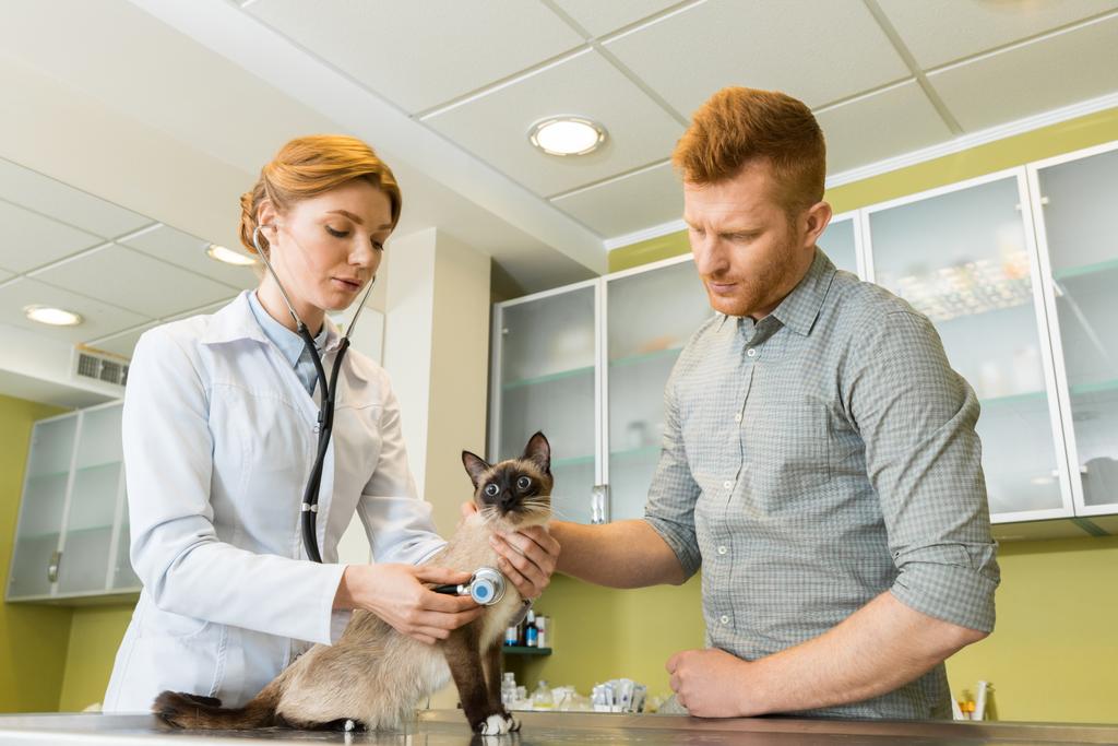 Gatto da auscultamento veterinario con stetoscopio
 - Foto, immagini