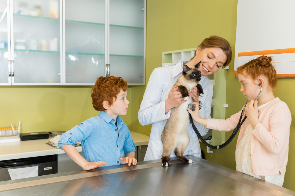 chica auscultar gato en clínica
 - Foto, Imagen