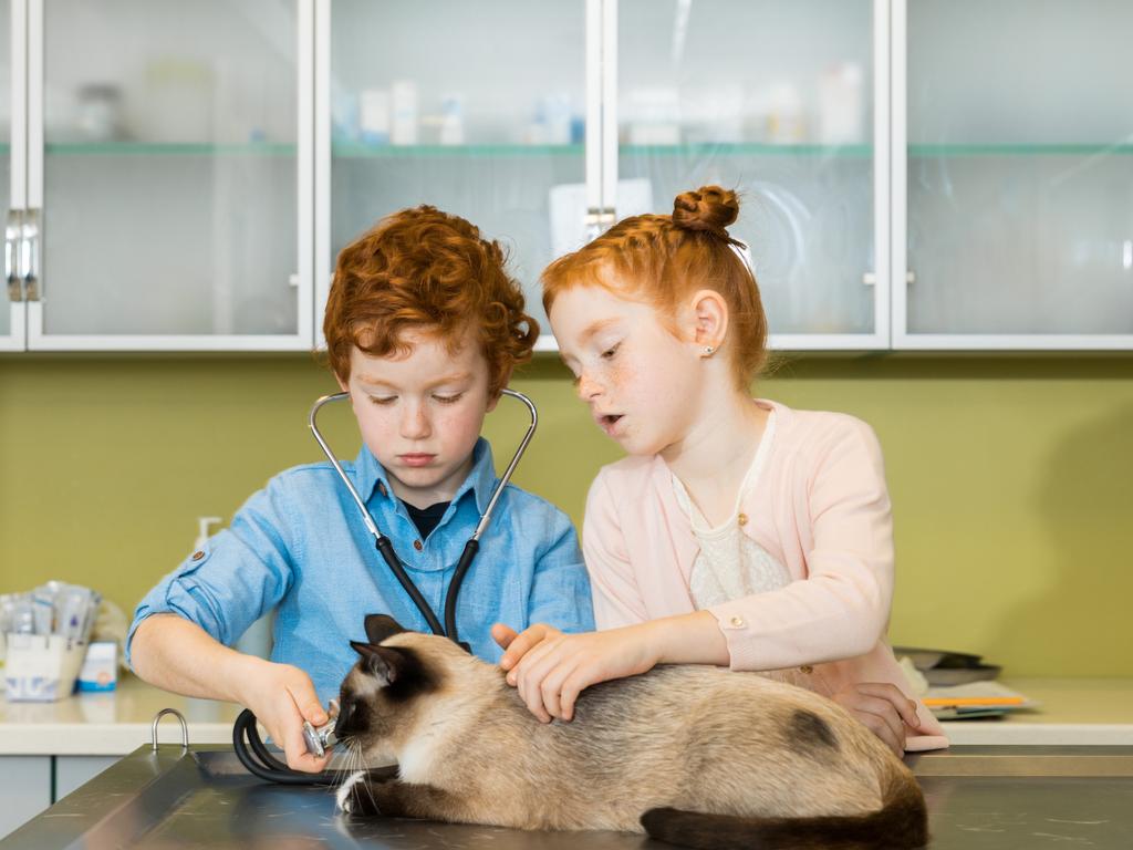 chico y chica auscultar gato en clínica
  - Foto, imagen