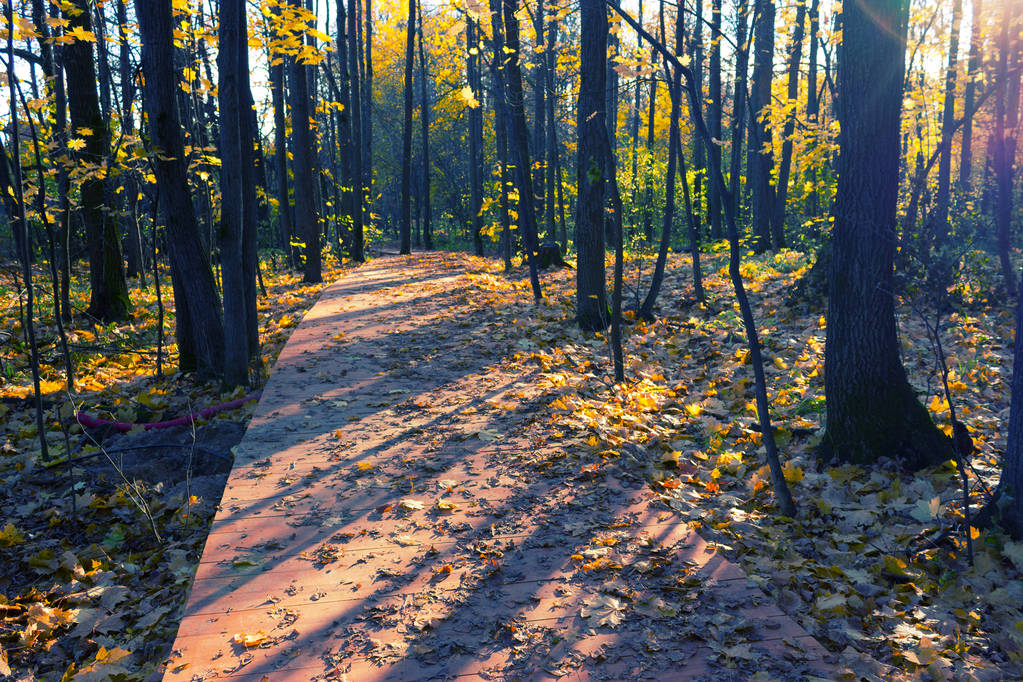 Ξύλινα boardwalk μέσα φθινόπωρο δάσος - Φωτογραφία, εικόνα
