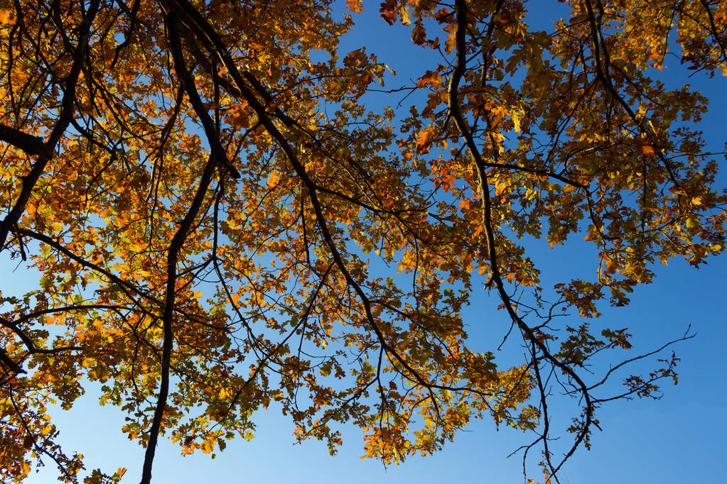 восени помаранчеві листя
 - Фото, зображення