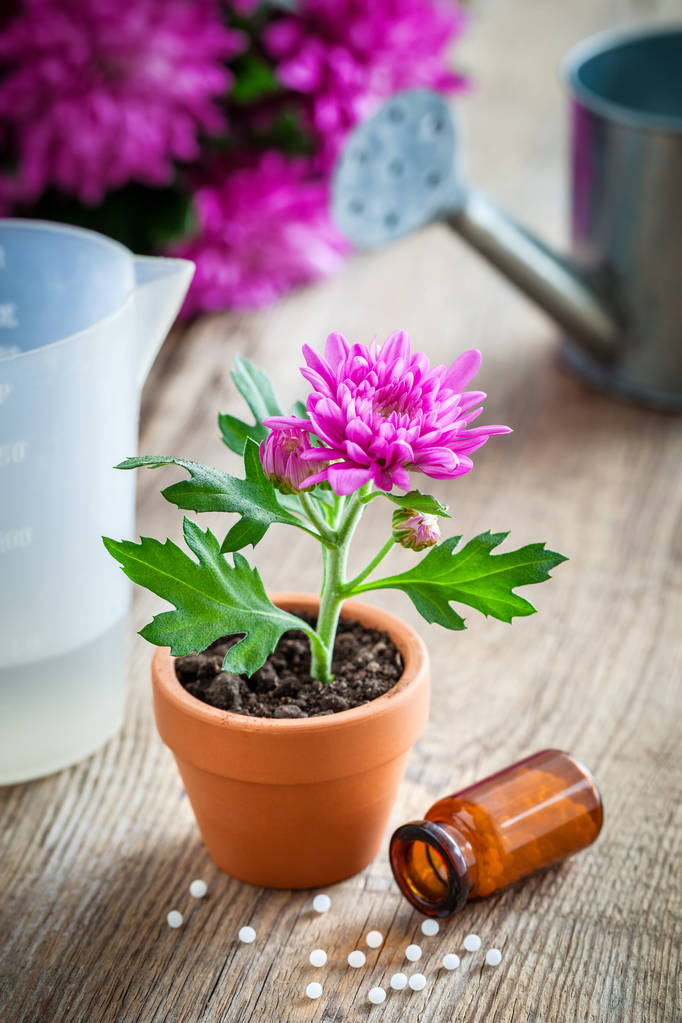 室内用植物、作物、ポットと水まき缶で菊の花のためのホメオパシー。植物の病気の自然の代替治療 - 写真・画像