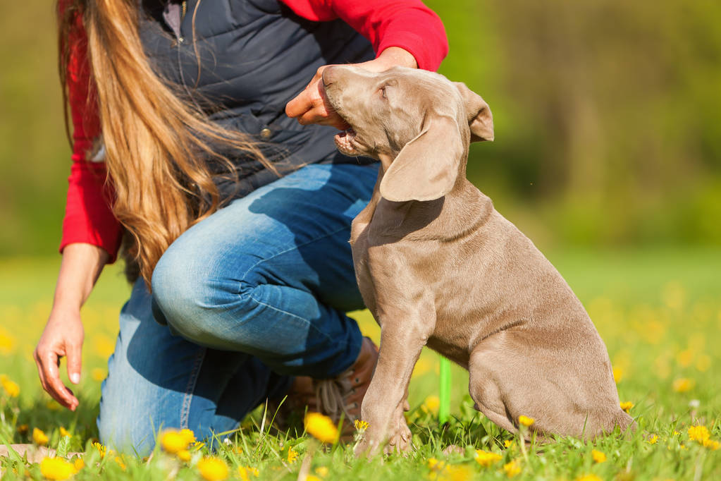 woman plays with a Weimaraner puppy - Photo, Image