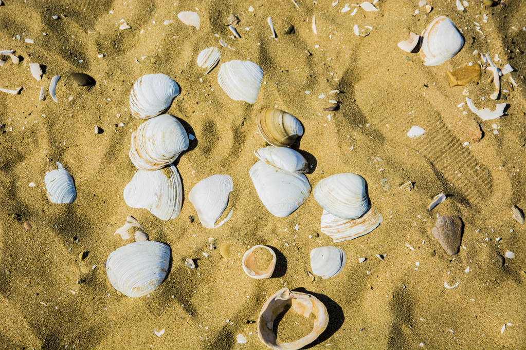 playa de arena en ella se encuentran hermosas conchas marinas
 - Foto, Imagen