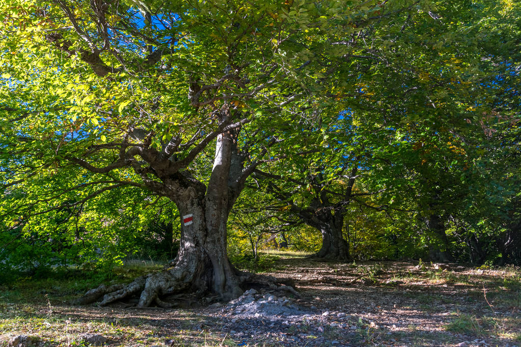 Kırım'da kayın ormanında - Fotoğraf, Görsel