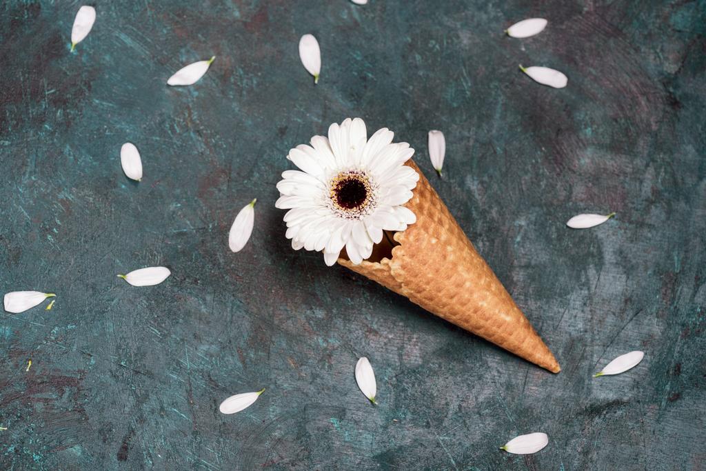 Flor de crisântemo em cone de waffle
 - Foto, Imagem