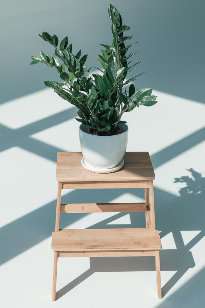potted plant in vase on flower stand - Photo, Image