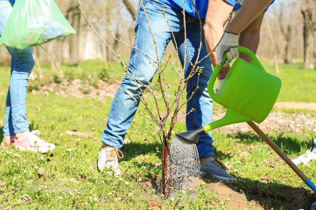 vrijwilligers planten boom  - Foto, afbeelding