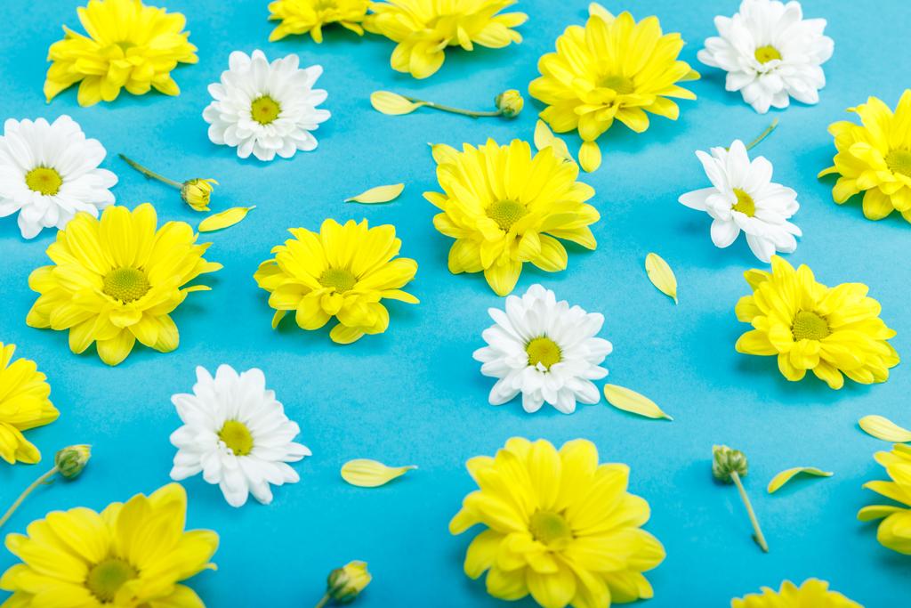 Krásné žluté a bílé květiny - Fotografie, Obrázek