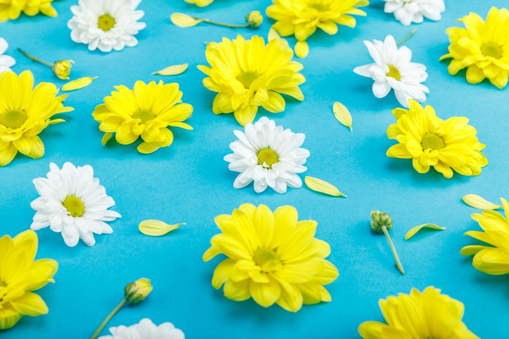 Belles fleurs jaunes et blanches
 - Photo, image