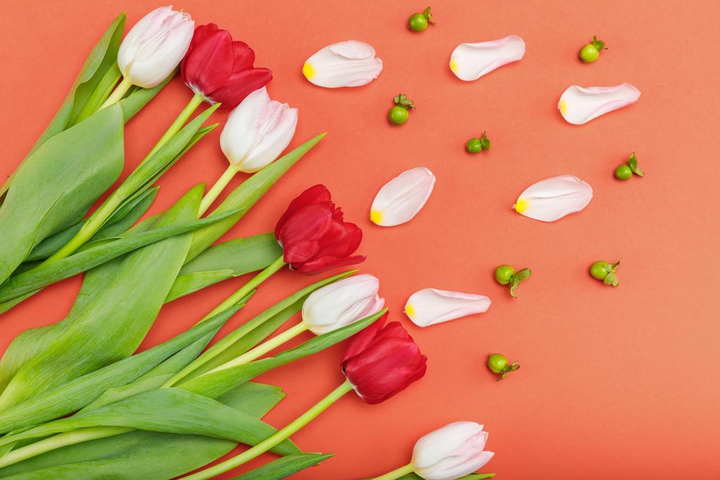 Pályázati tulipánok - Fotó, kép