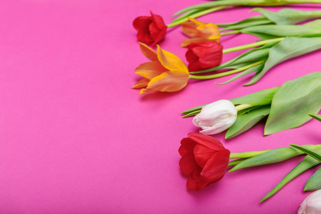 Belles tulipes tendres
 - Photo, image