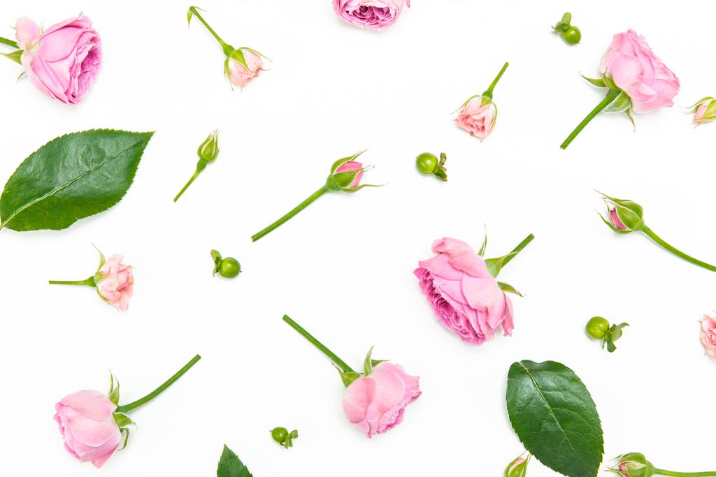 Belle rose rosa - Foto, immagini