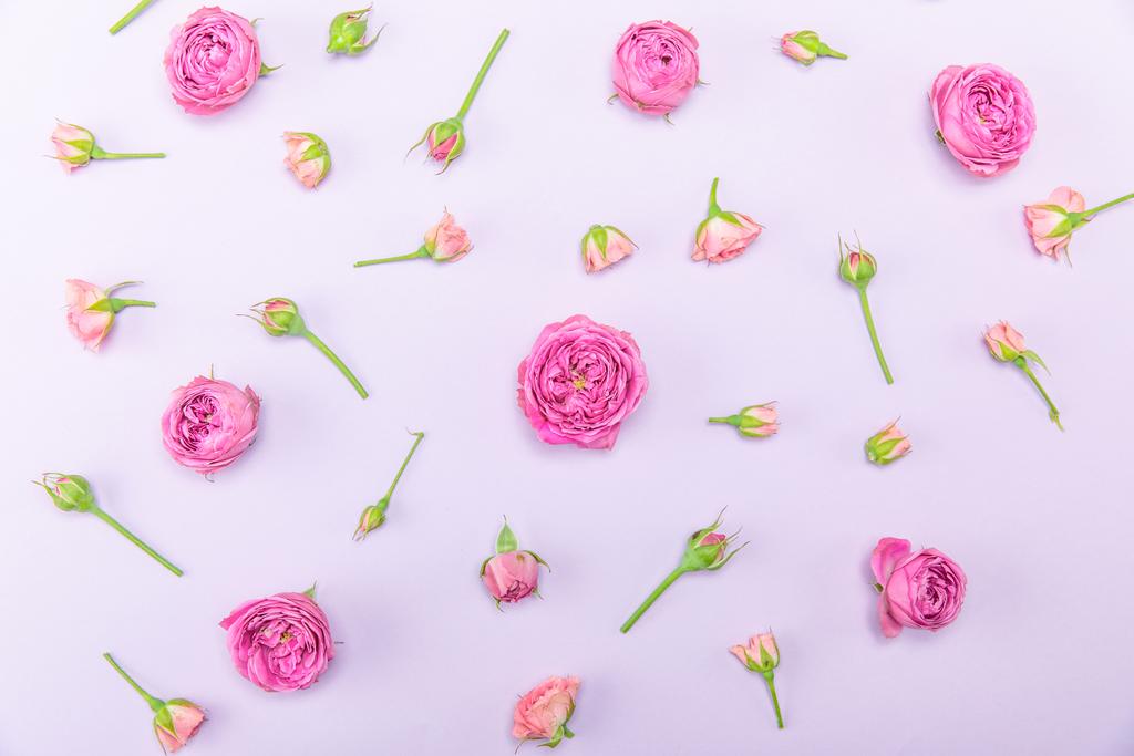 Kauniita vaaleanpunaisia ruusuja - Valokuva, kuva