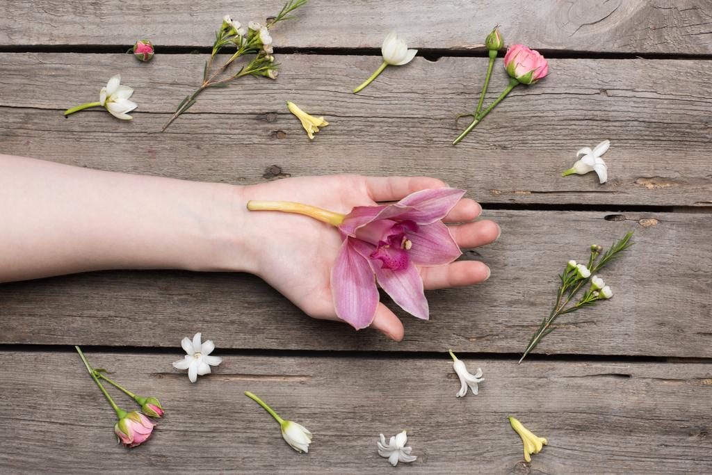 Çiçekler ve insan eli - Fotoğraf, Görsel