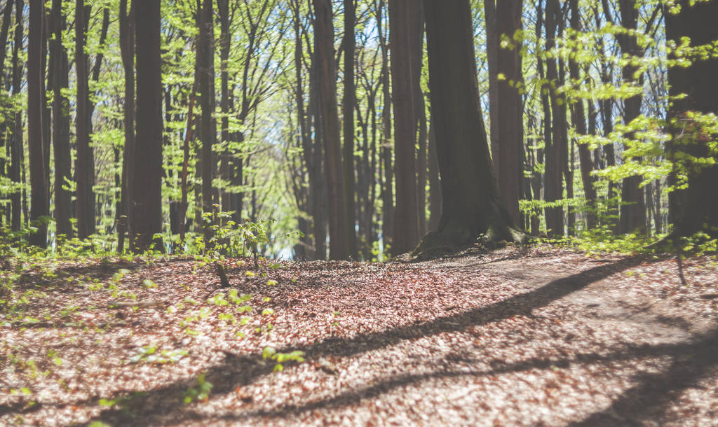 Cesta na jaře lesa nebo parku během slunečného dne - Fotografie, Obrázek