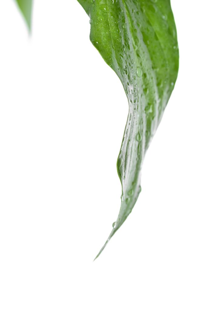 folha de grean fresco com gotas de água
 - Foto, Imagem