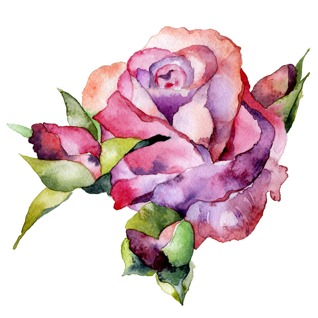 Czerwony, piękny, ogród, szlachetna róża. Soczysty, piękny, pachnący kwiat. Kolorowa, dekoracyjna, podmiejska Flora. Akwarela. Ilustracji - Zdjęcie, obraz