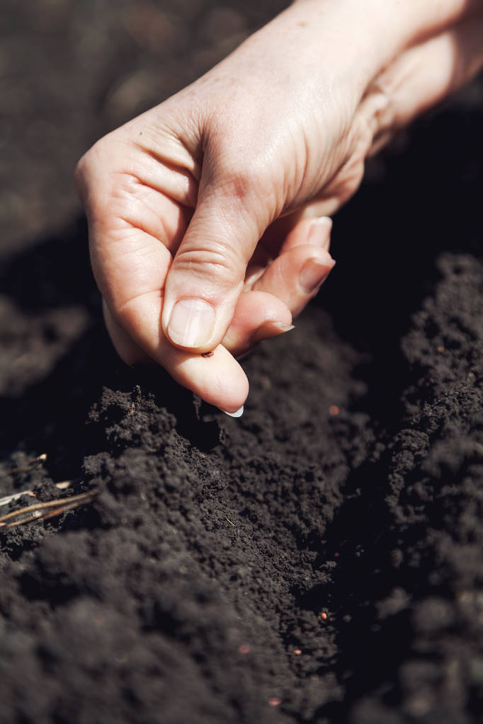Hand vrouwen zaait zaden in grond close-up - Foto, afbeelding