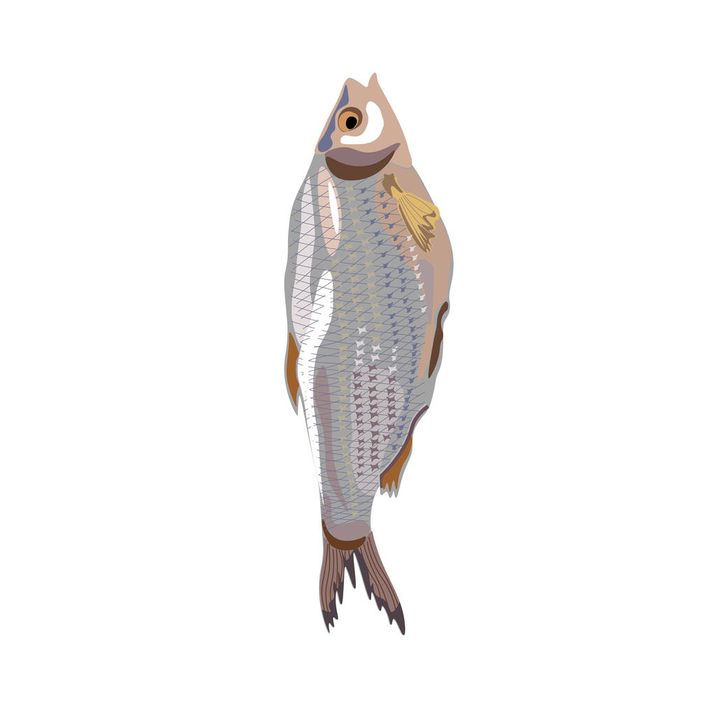 Vector de pescado seco
 - Vector, imagen