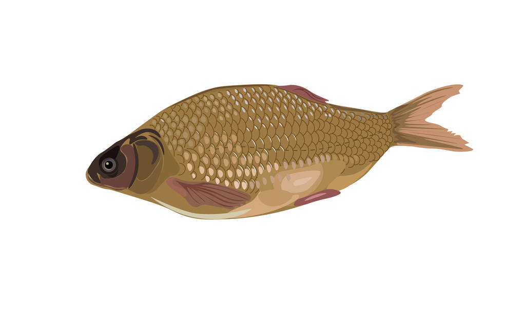 Ψάρι κυπρίνος διάνυσμα - Διάνυσμα, εικόνα