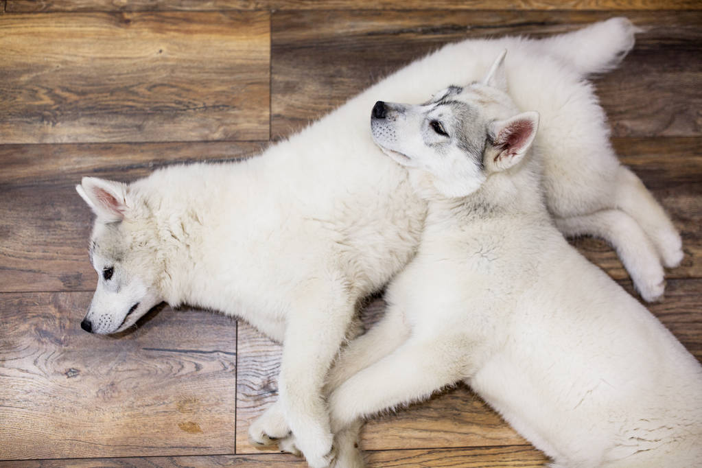 na podlaze ležel doma dvě štěňata sibiřský husky. životní styl se psem - Fotografie, Obrázek